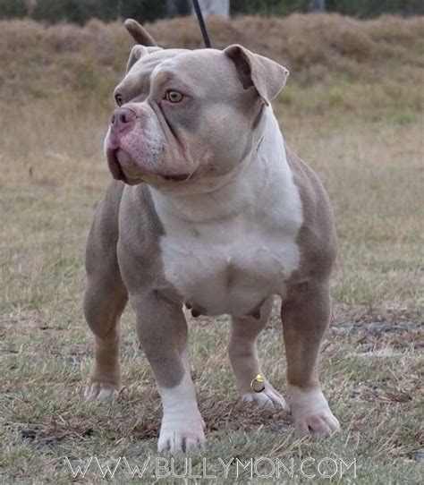 Nice spread on the chest Nice head pieces on all of our dogs. . Exotic bully for sale